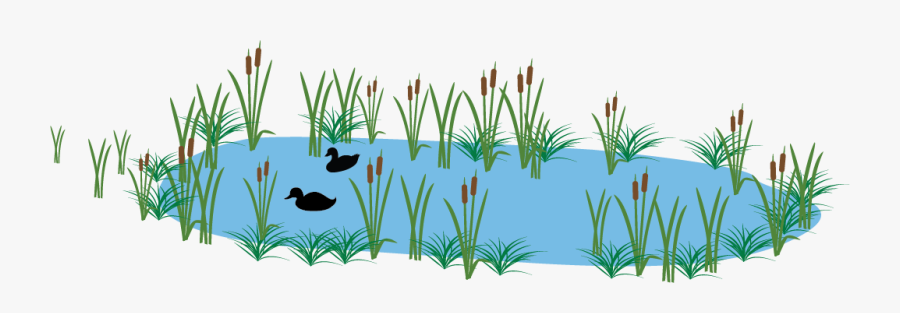 Graphic Showing Ducks Swimming In Pond, Transparent Clipart