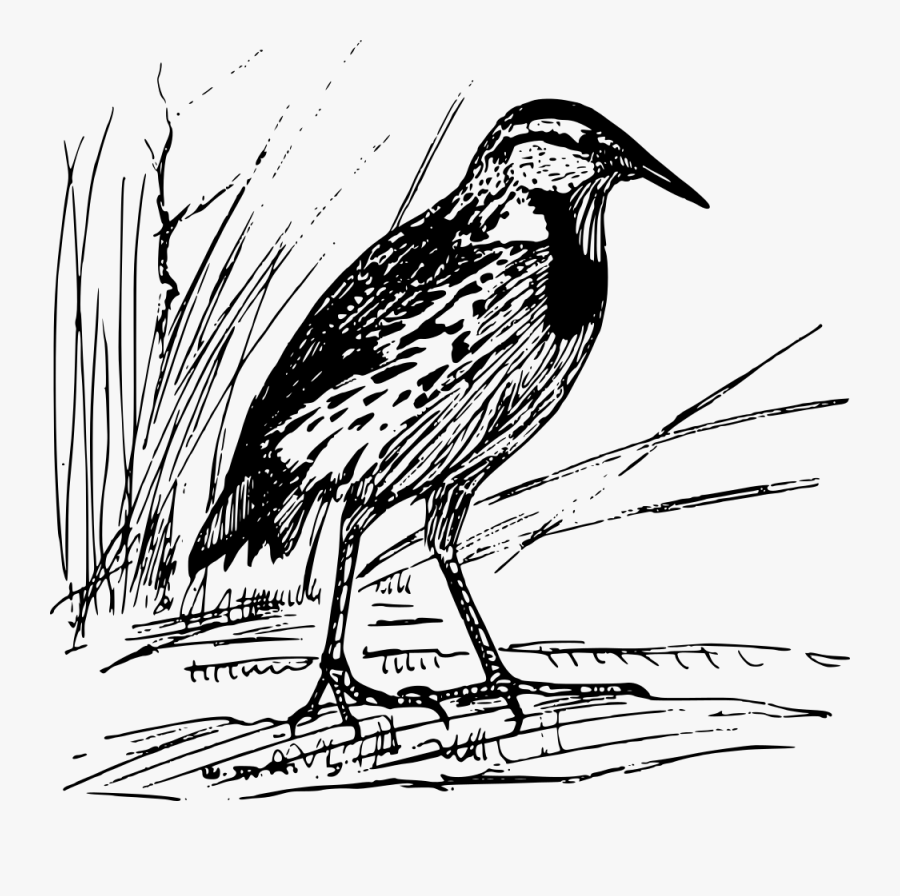 Birds Clipart Starling - Eastern Meadowlark, Transparent Clipart