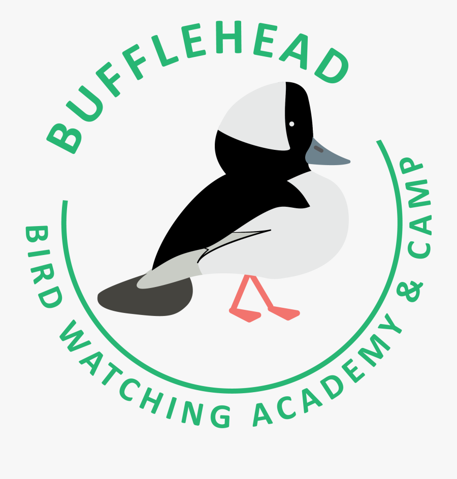 Bufflehead Clipart , Png Download - Global Organic Textile Standard, Transparent Clipart