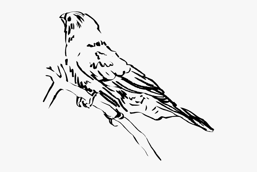 Drawing Of Side Bird, Transparent Clipart