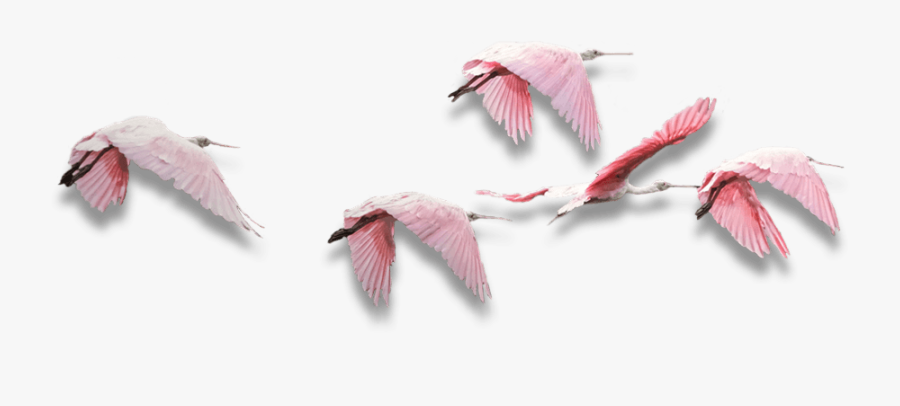 Birds Png, Transparent Clipart