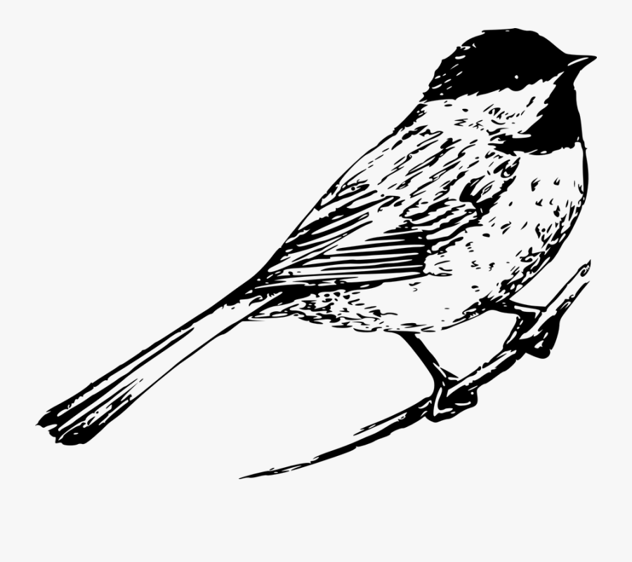 Chickadee, Bird, Animal, Wildlife, Nature, Songbird - Black And White Bird Drawing, Transparent Clipart