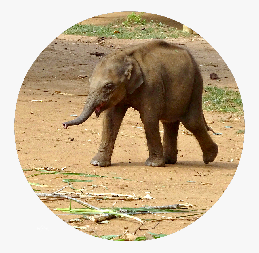 Clip Art Where Five Valleys Meet - Baby Elephant Sri Lanka, Transparent Clipart