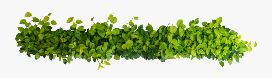 Seeds Clipart Topsoil - Bush Top View Png, Transparent Clipart