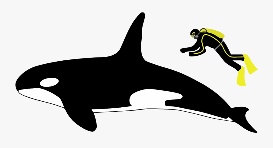 Transparent Killer Whale Png - Orca Human Size Comparison, Transparent Clipart