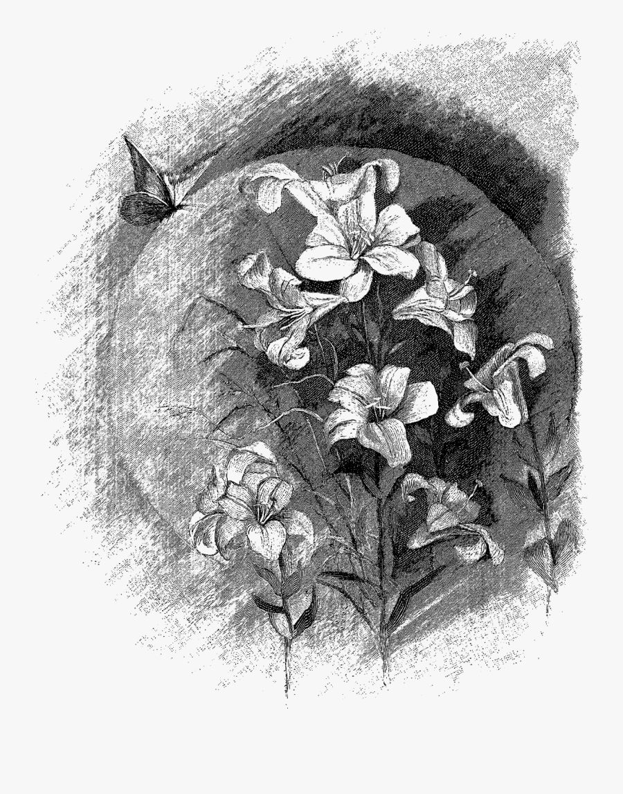 Drawing, Transparent Clipart