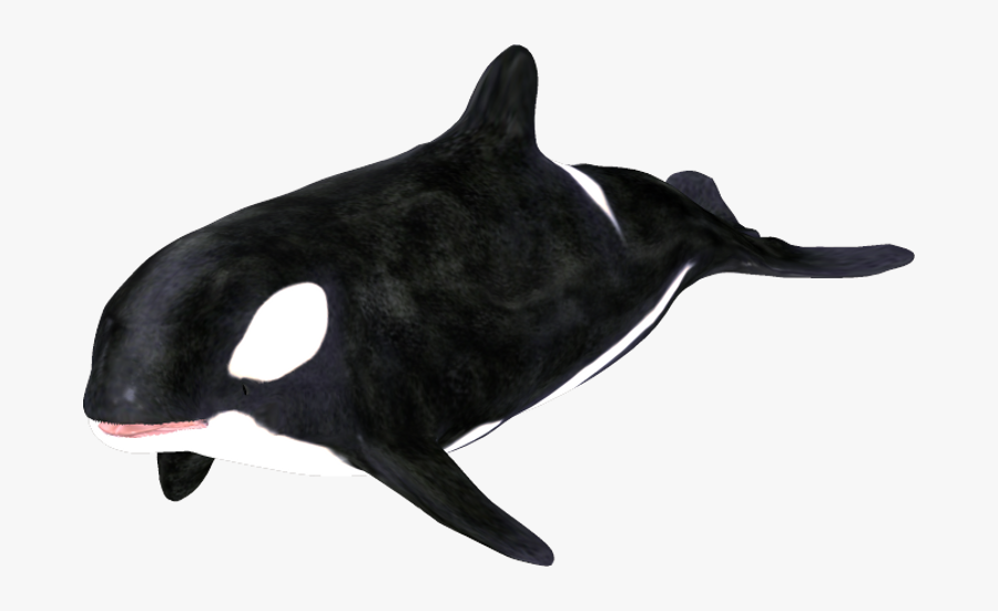 Orca Clipart Clip Art - Killer Whale, Transparent Clipart