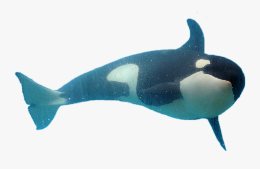 #orca #dolphin #whale #orque - Killer Whale, Transparent Clipart