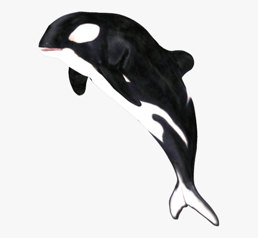 Killer Whale,marine Dolphin,fin,common Common Dolphin,common - Png Whale, Transparent Clipart