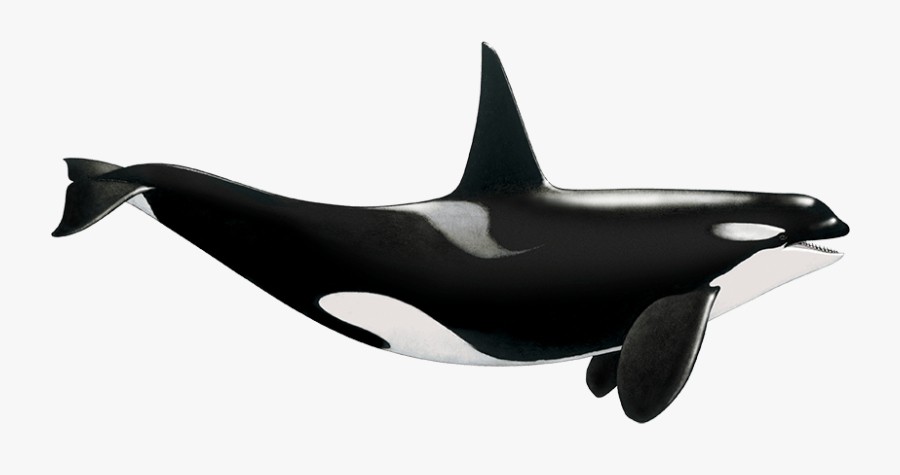 Tethys Research Institute - Killer Whale, Transparent Clipart