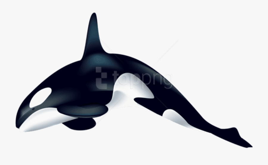 Free Png Download Orca Clipart Png Photo Png Images - Orca Transparent, Transparent Clipart