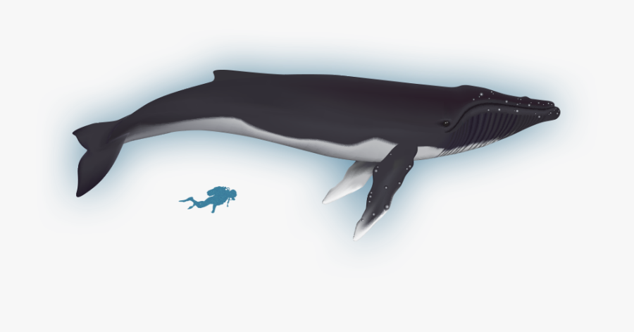 Clipart Whale Water Spout - Blue Whale, Transparent Clipart