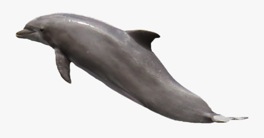 Transparent Background Dolphin Png, Transparent Clipart