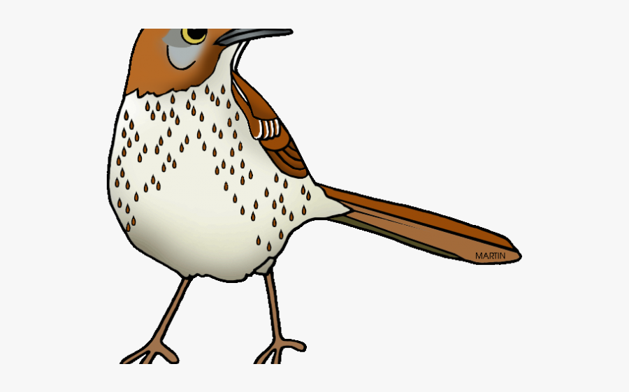 Easy Georgia Bird Brown Thrasher , Free Transparent Clipart - ClipartKey