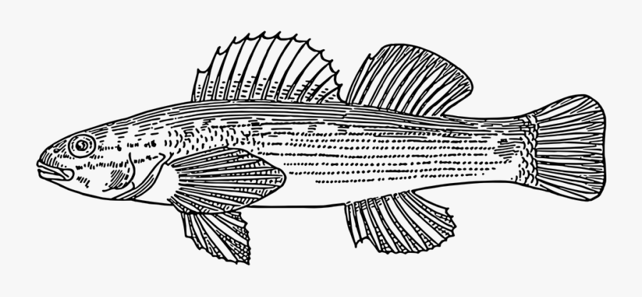 Fish, Scales, Swim, Tail, Species, Fins, Swimming - Darter Fish Drawing, Transparent Clipart