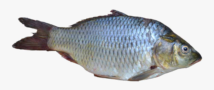 Kind Of Fish Do Penguins Eat, Transparent Clipart