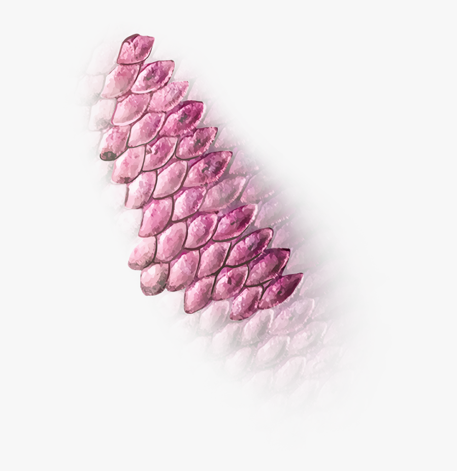 Lavender, Transparent Clipart