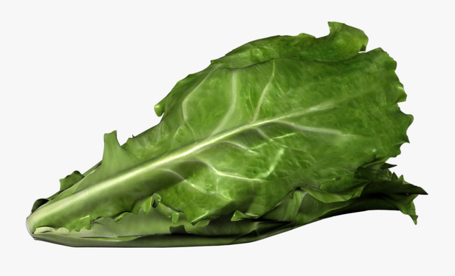 Romaine Lettuce Png - Romaine Lettuce Bent, Transparent Clipart