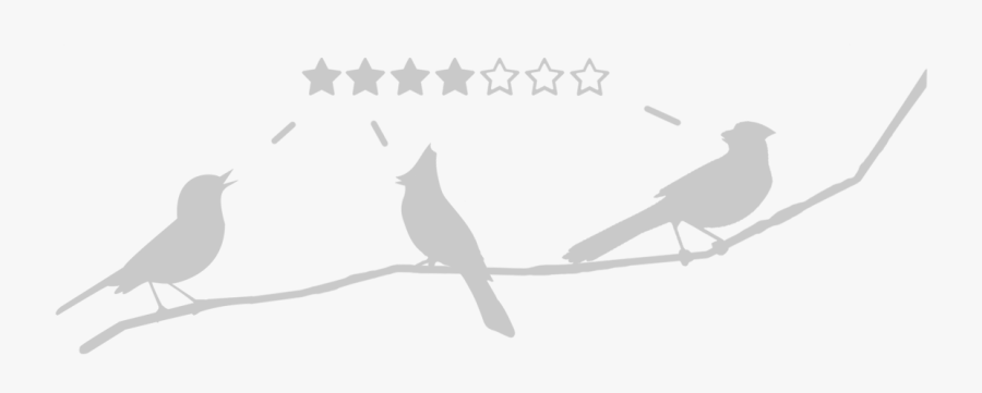 Parrot - Cockatiel, Transparent Clipart