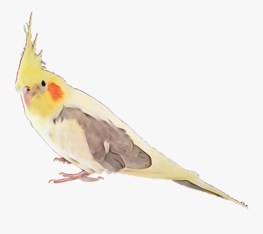 #cockatiel #bird #feather #feathers #exotic Bird #coolorful - Cockatiel Transparent Background, Transparent Clipart