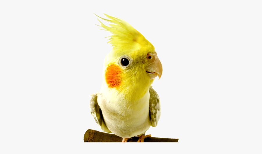 Kaytee » Kaytee Pet Products, Inc - Bird Png Wild, Transparent Clipart