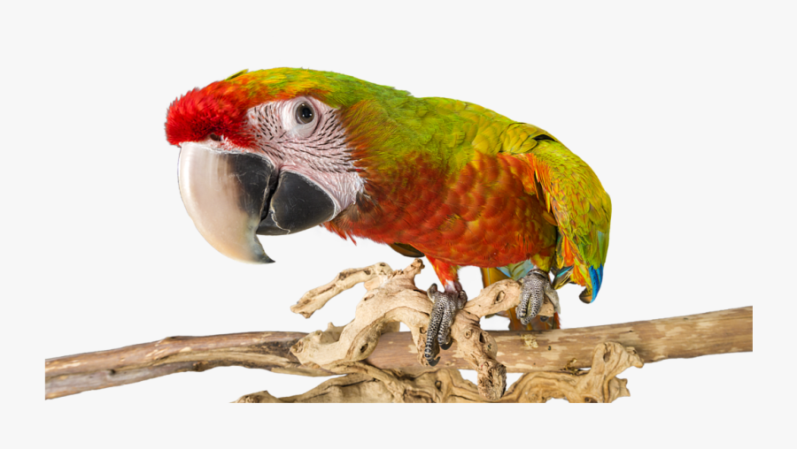 Transparent Cockatiel Png - Macaw, Transparent Clipart