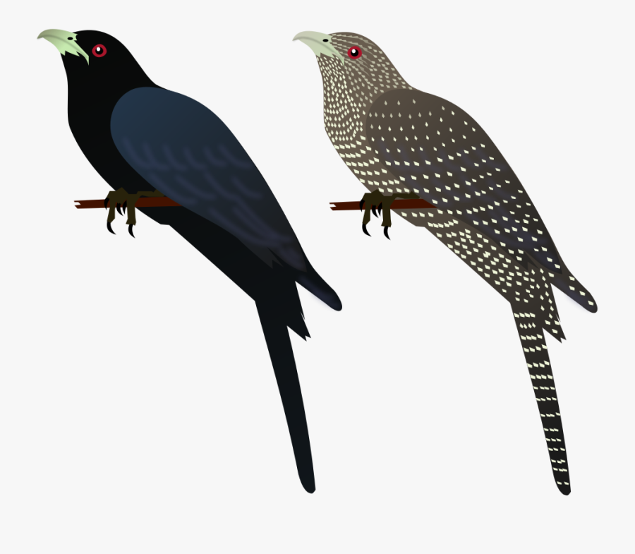 Koel Png, Transparent Clipart