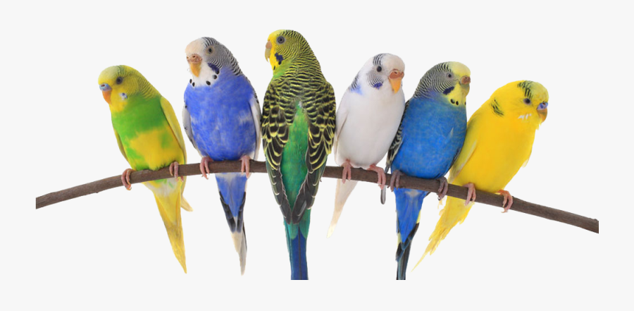 Birds & Exotics Pets - Pet Birds Png, Transparent Clipart