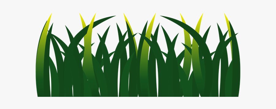 Grass, Transparent Clipart
