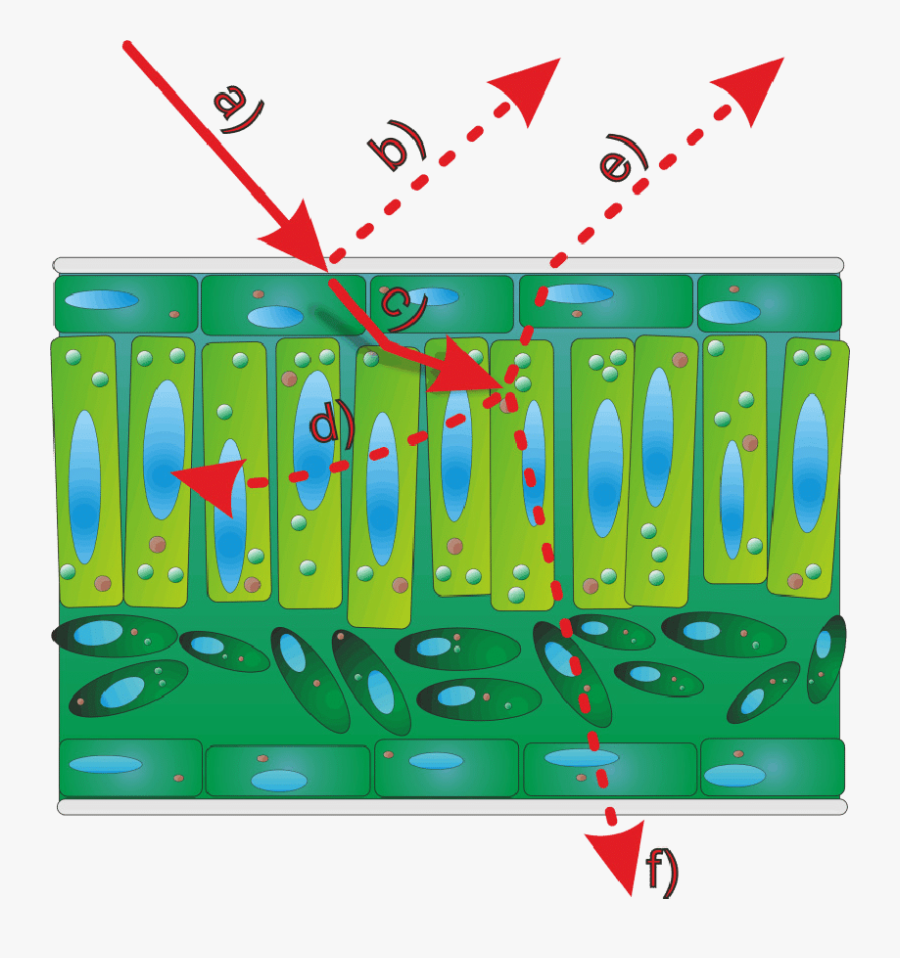 Interactions Between A Light Beam And A Leaf Surface, Transparent Clipart