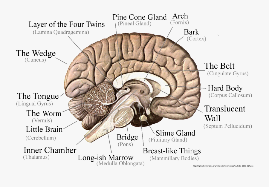 Transparent Thalamus Clipart - Parts Of The Brain Cut In Half, Transparent Clipart