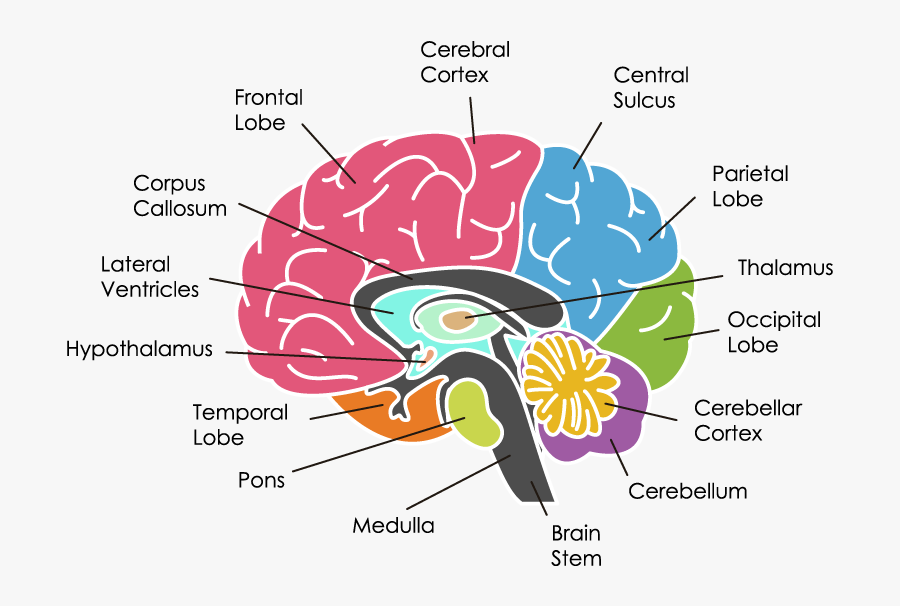 Human Brain, Transparent Clipart