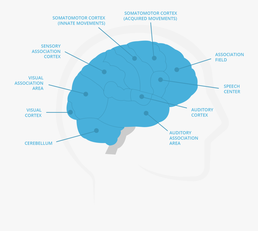 Brain En - Funciona La Memoria Del Cerebro, Transparent Clipart