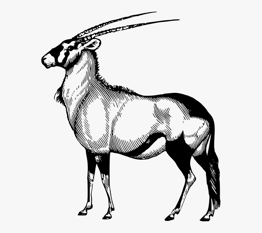 Pronghorn Silhouette At Getdrawings - African Antelope Drawings, Transparent Clipart