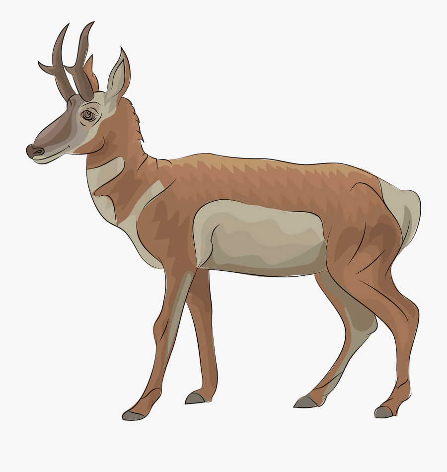Roe Deer, Transparent Clipart