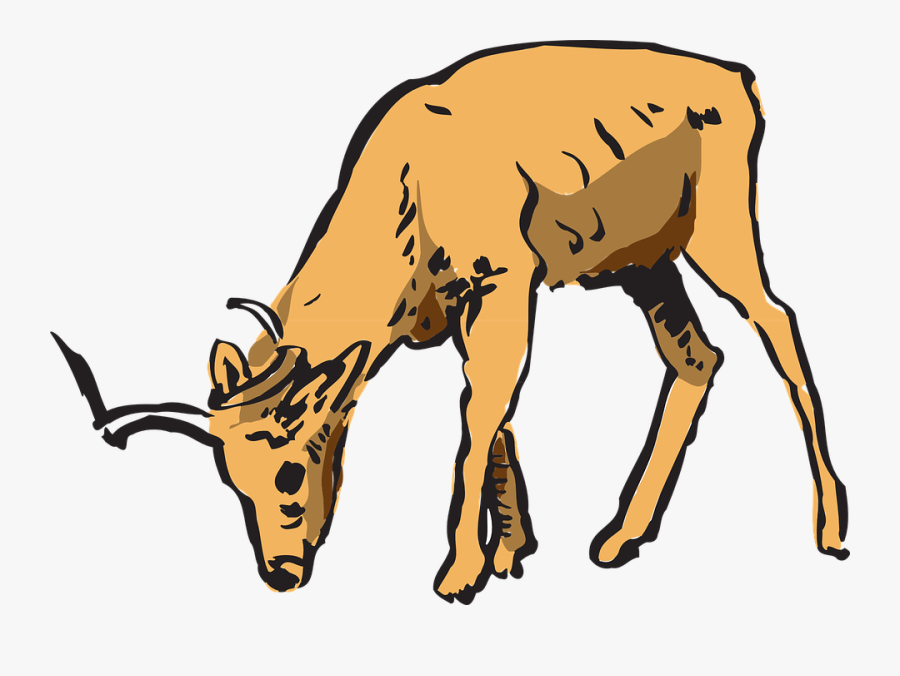Antelope, Forest, Grazing, Horns, Animal, Wildlife - Deer Eating Clipart, Transparent Clipart