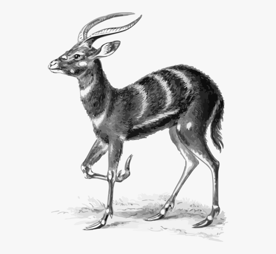 Antelope,springbok,musk Deer - African Animal, Transparent Clipart