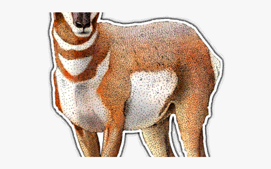 Antelope Illustration, Transparent Clipart