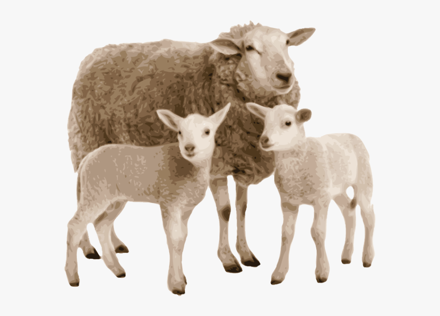 Sheep And Goat Png, Transparent Clipart