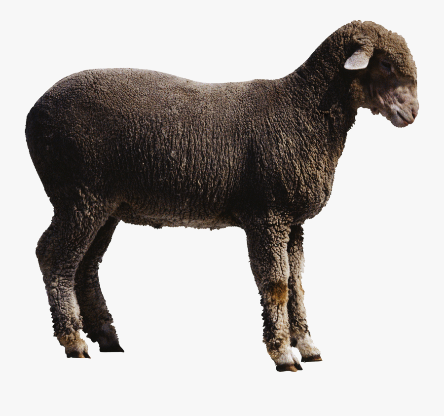 Sheep Png Transparent - Transparent Background Sheep Png, Transparent Clipart