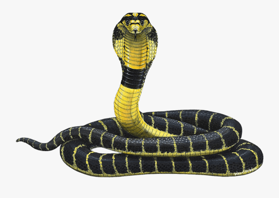 Cobra Snake - King Cobra Snake Hd, Transparent Clipart