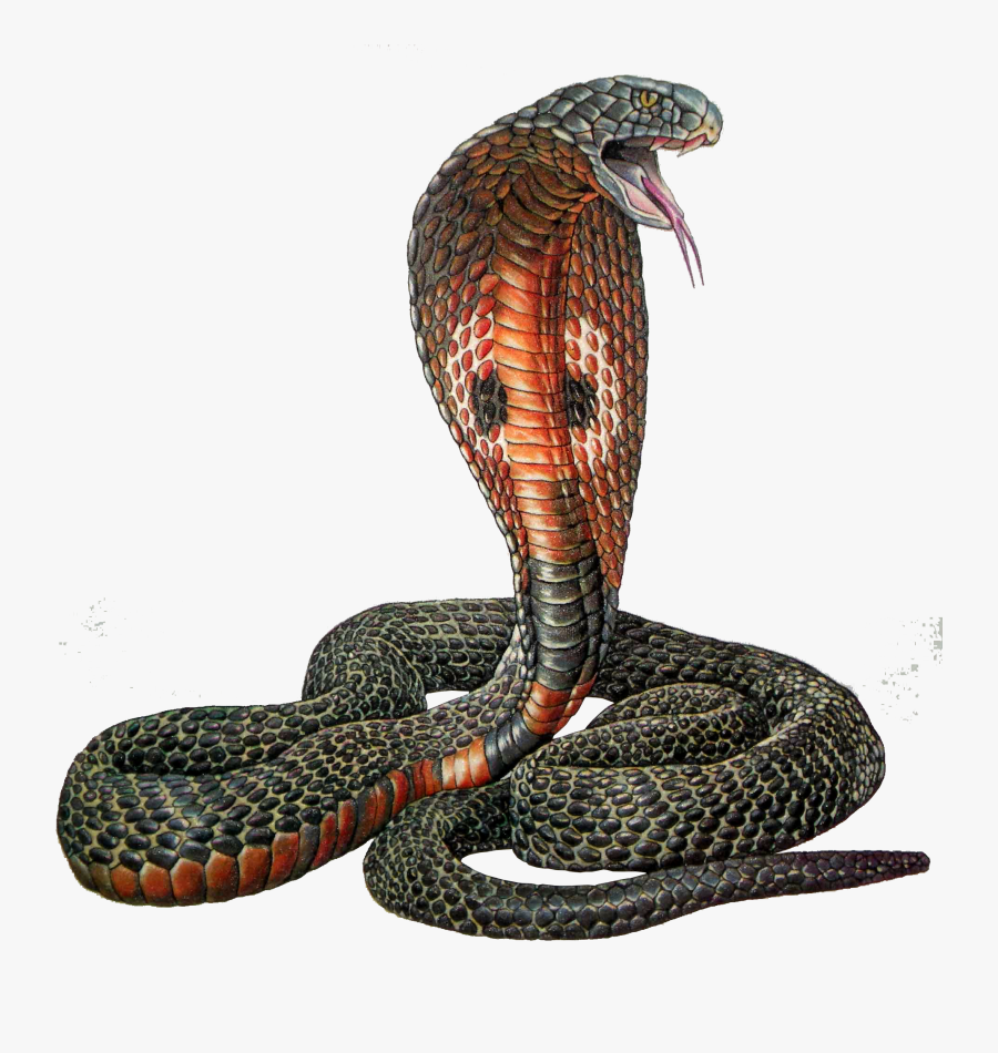 Cobra Png, Transparent Clipart