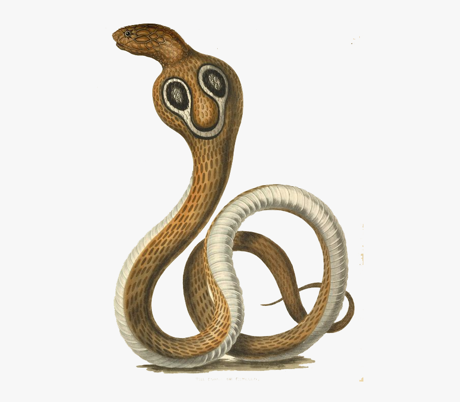 King Cobra Clipart, Transparent Clipart