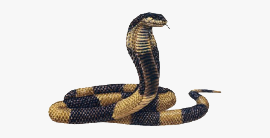 King Cobra Clipart, Transparent Clipart