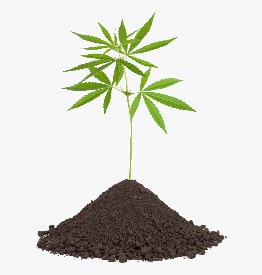 Grab And Download Cannabis Png Clipart - Transparent Background Cannabis Png, Transparent Clipart