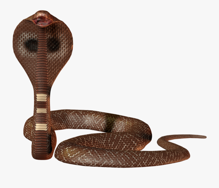 Portable Network Graphics, Transparent Clipart