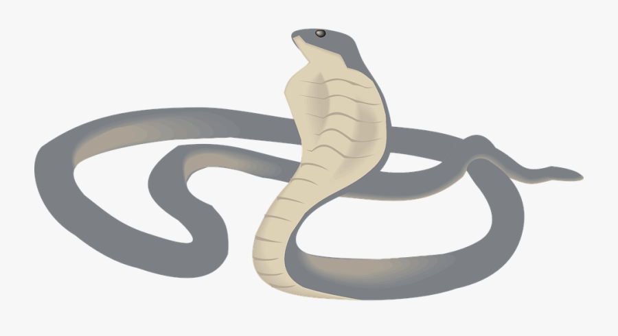Cobra Png - Food Chain Life Cycle, Transparent Clipart