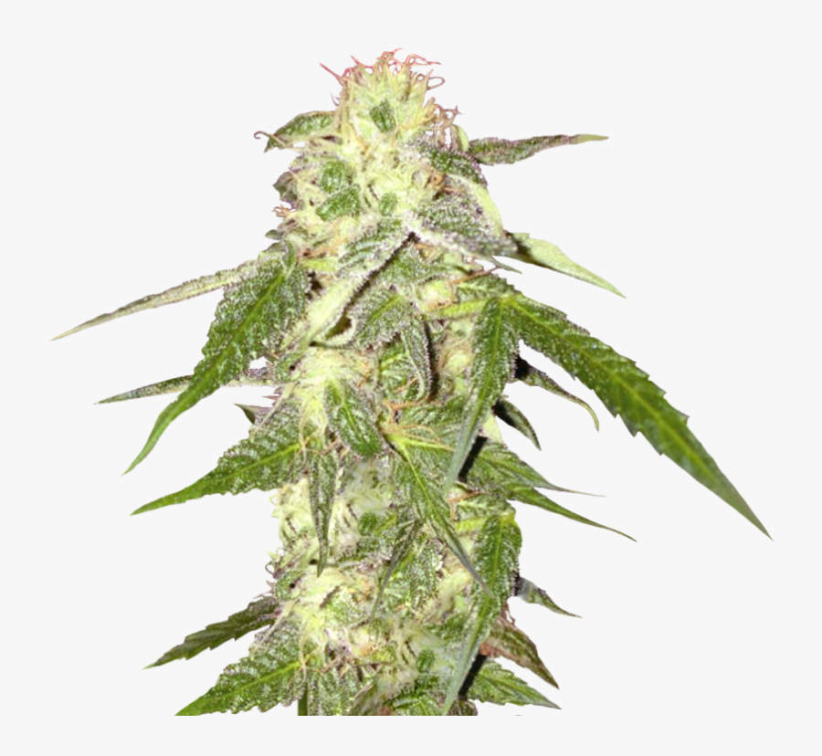 Weed Nugget Png - Transparent Background Weed Png, Transparent Clipart