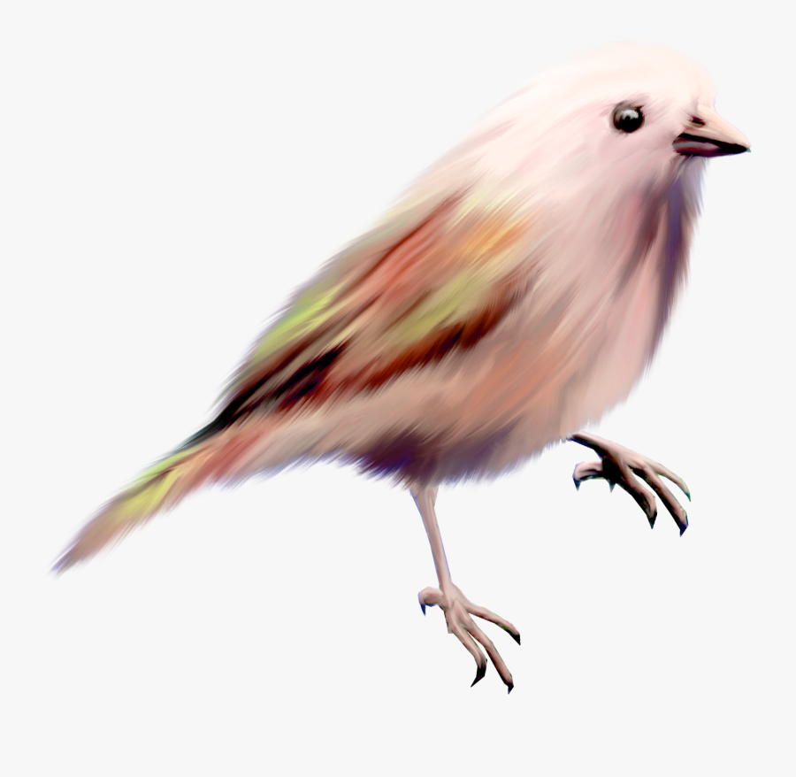 Bird Clip Art Color - Canary, Transparent Clipart