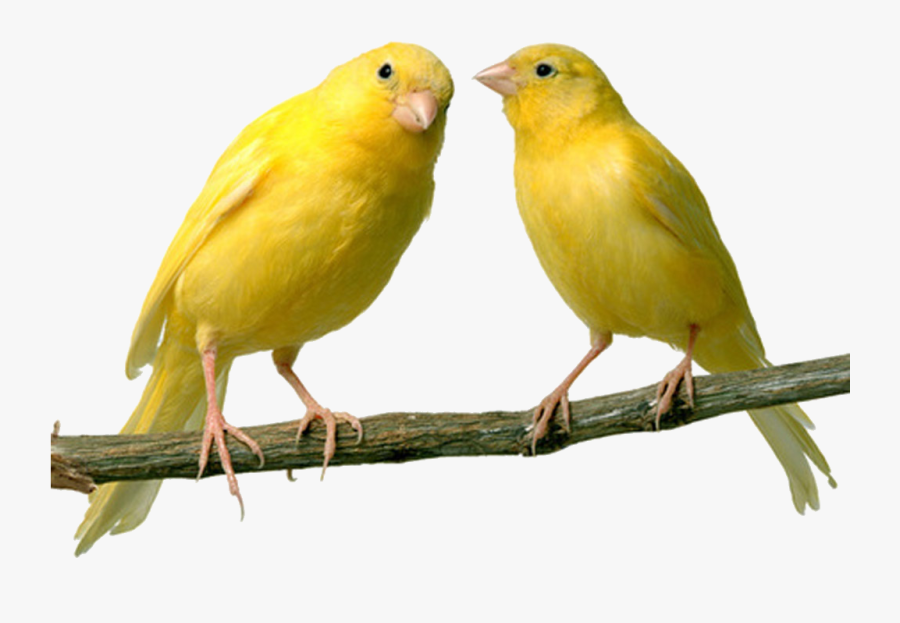 Transparent Canary Clipart - 5 Birds, Transparent Clipart